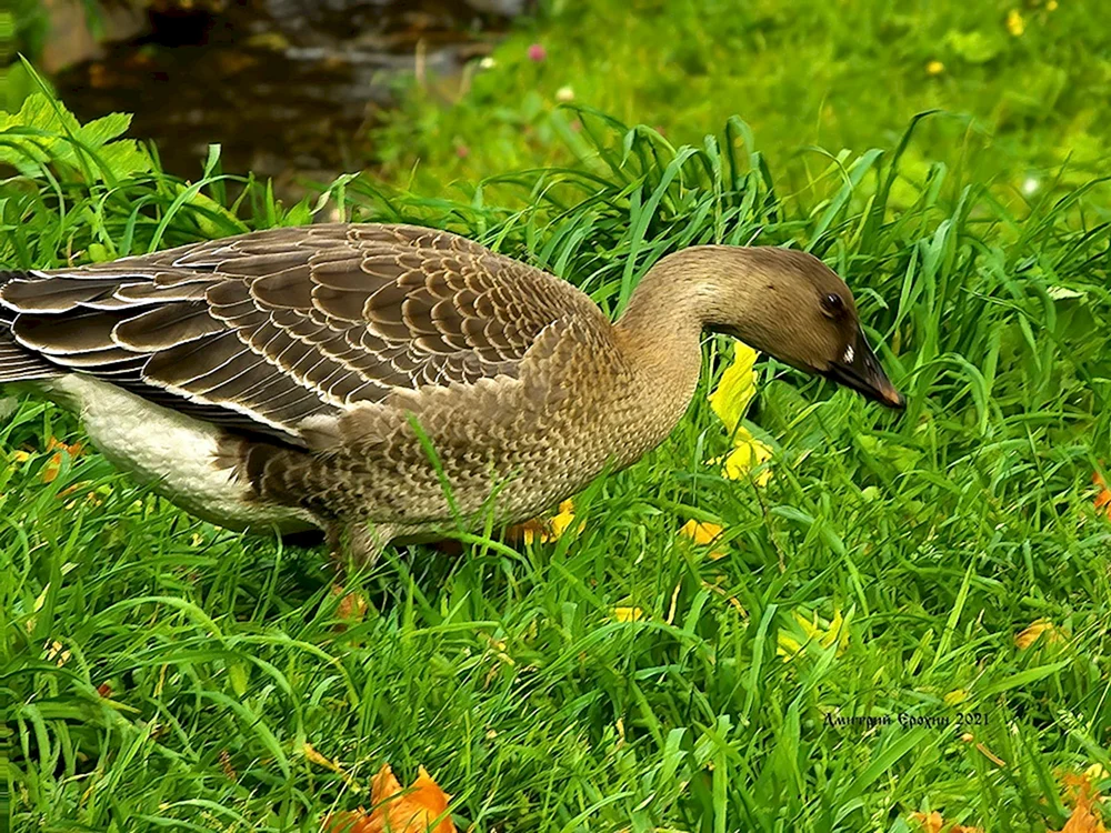 Wildbohnengans