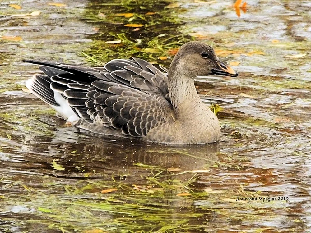 Tundra-Bohnengans