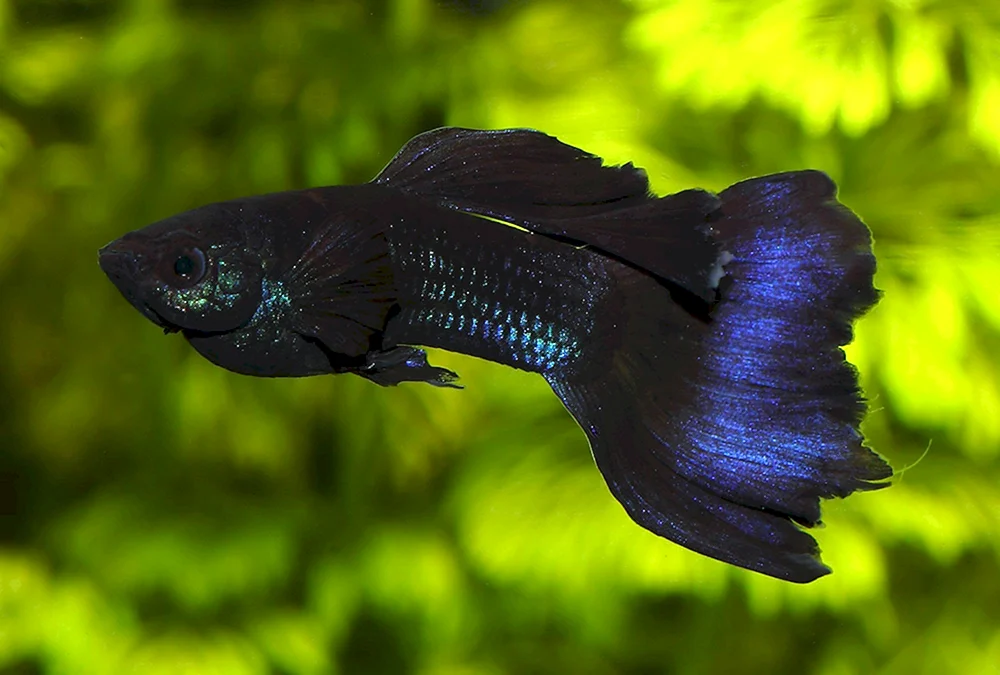 Guppies Aquarium Fische