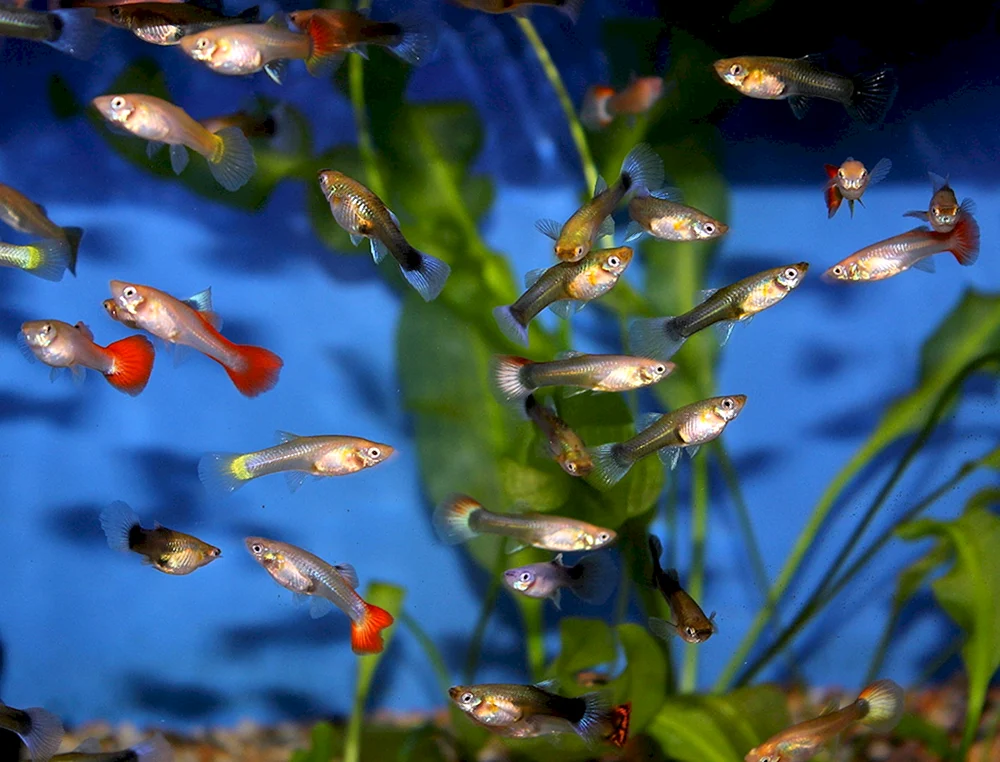 Aquarienfische Elritzen