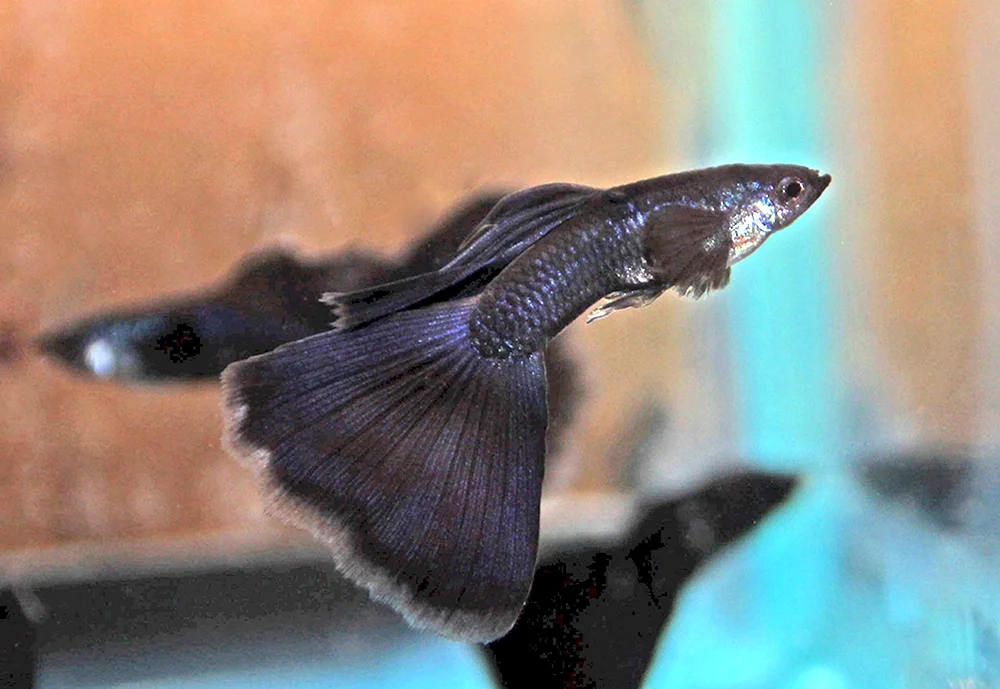 Guppies schwarzer Prinz