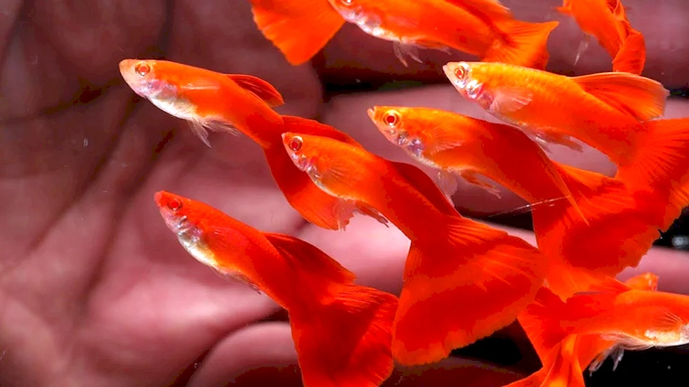Guppies Vollroter Albino
