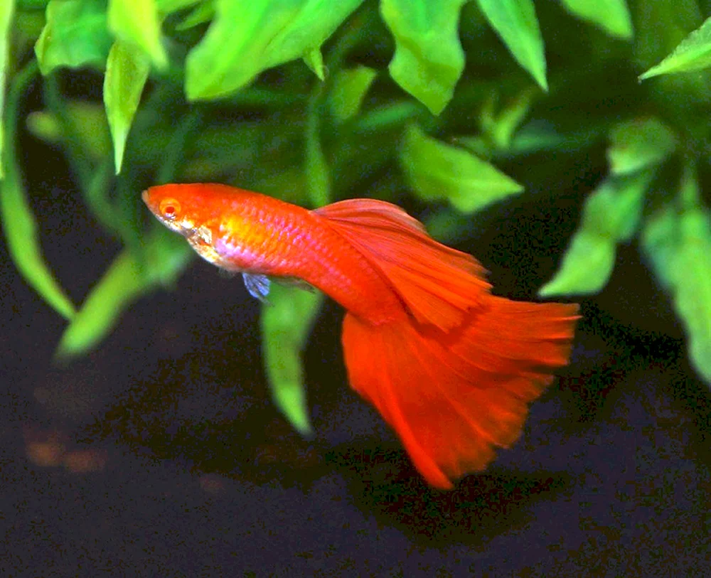 Roter Albino-Guppy