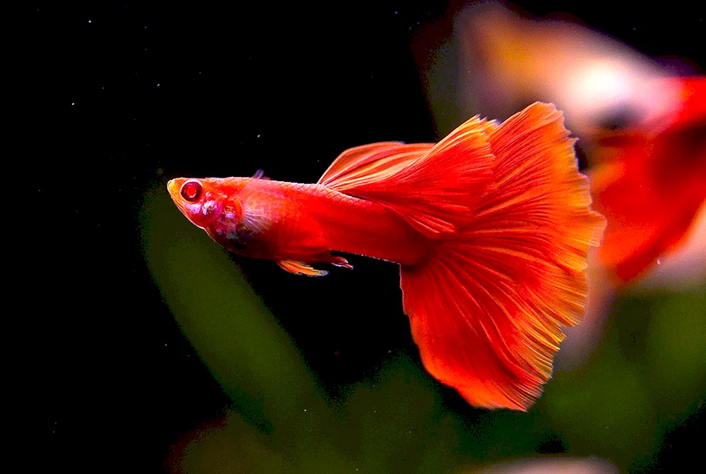 Guppys roter Drache