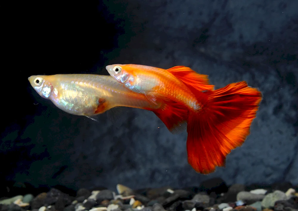 Guppys roter Neon