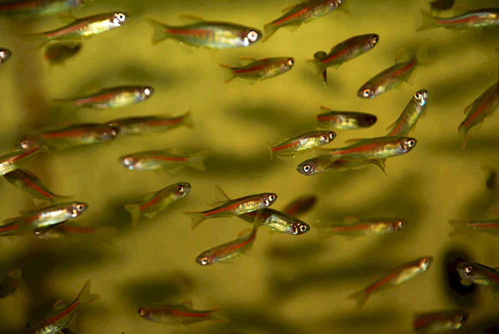 Kleiner Fisch