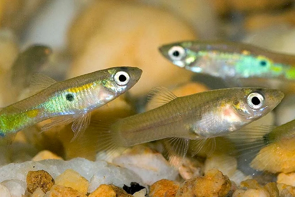 Malek Tilapia