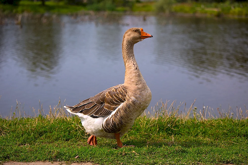 Legarde Gans