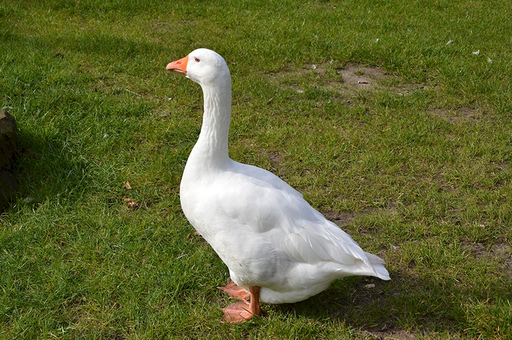 Landgans