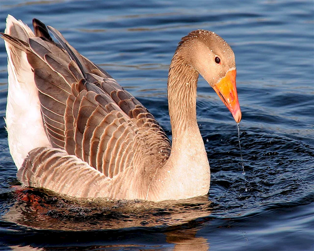 Orinokskiy Gans