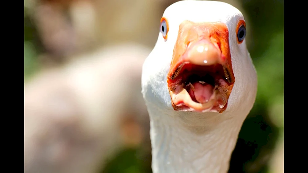 Lustige Gans