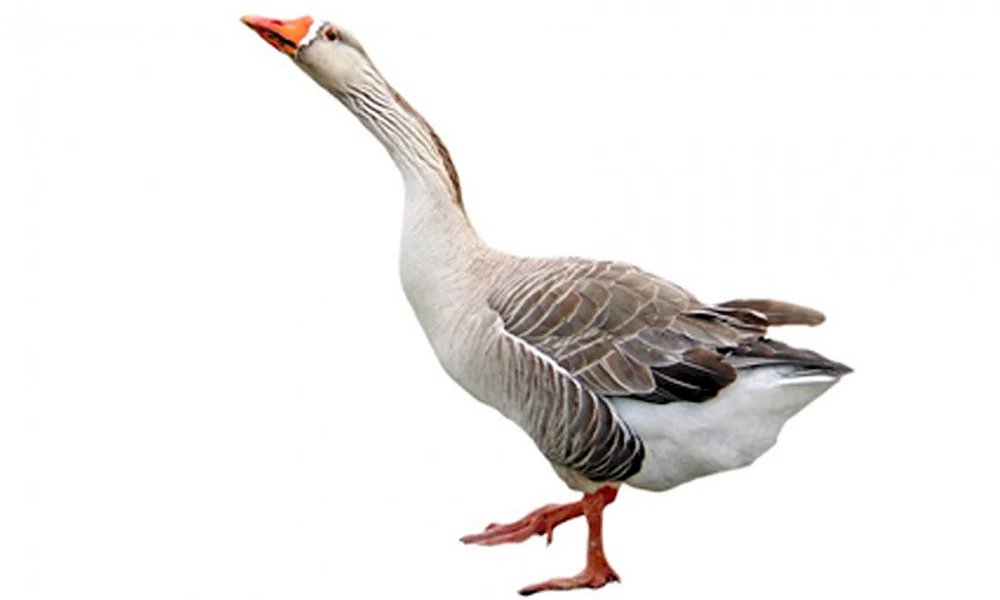 Adler Weißgans