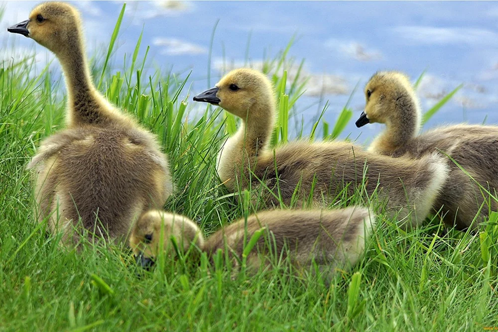 Gänseküken und Gänseküken
