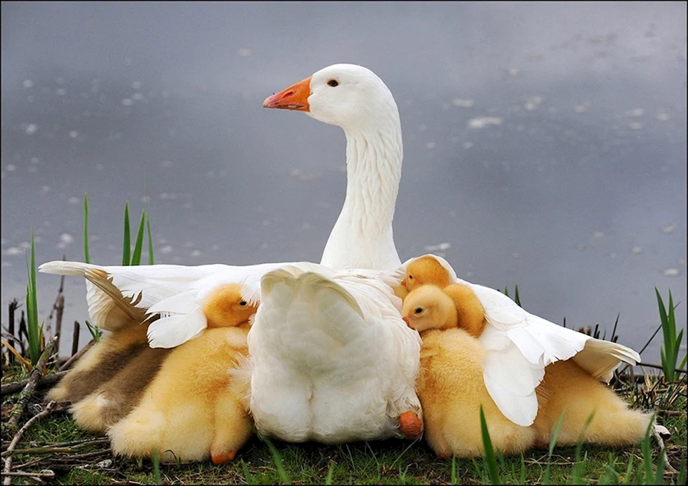 Gänseküken und Gänseküken