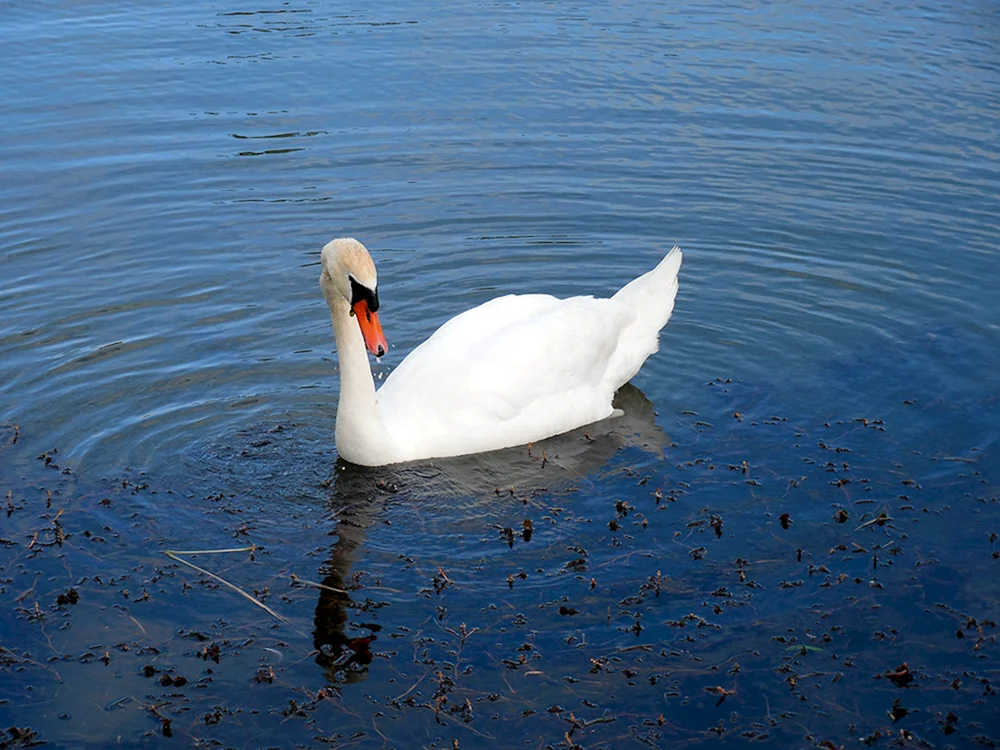 Schwan
