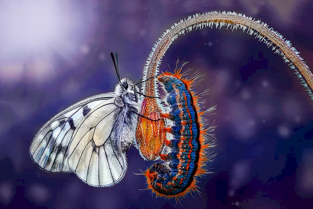 Danaida Monarch Schmetterlingsraupe