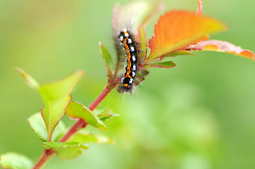 Machaon-Falterraupe