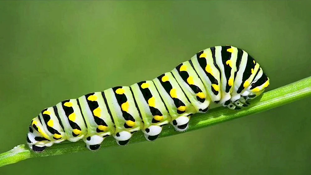 Falterraupe