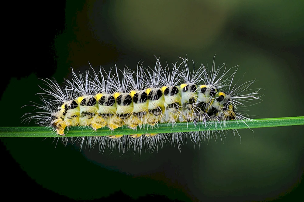 Schmetterlingsraupe