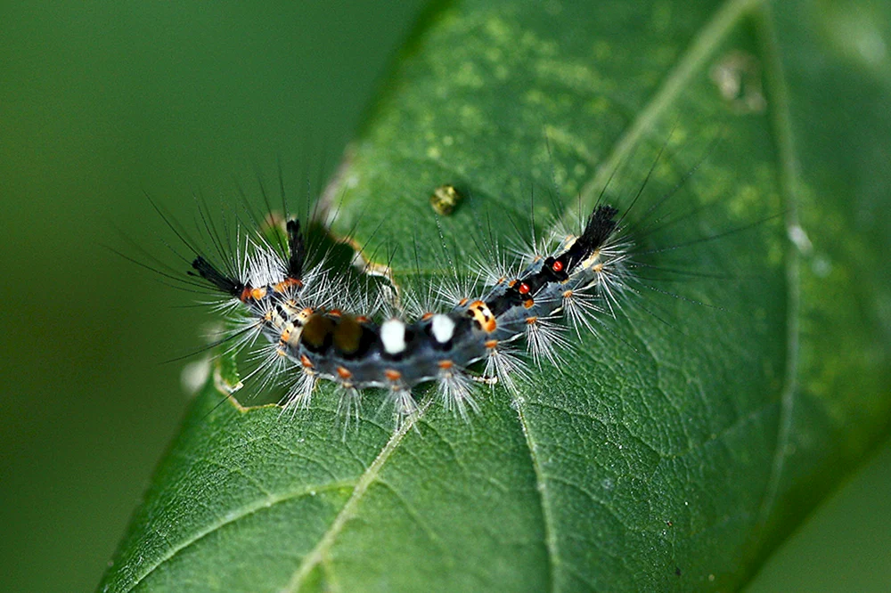 Schwarzes Tagpfauenauge Raupe