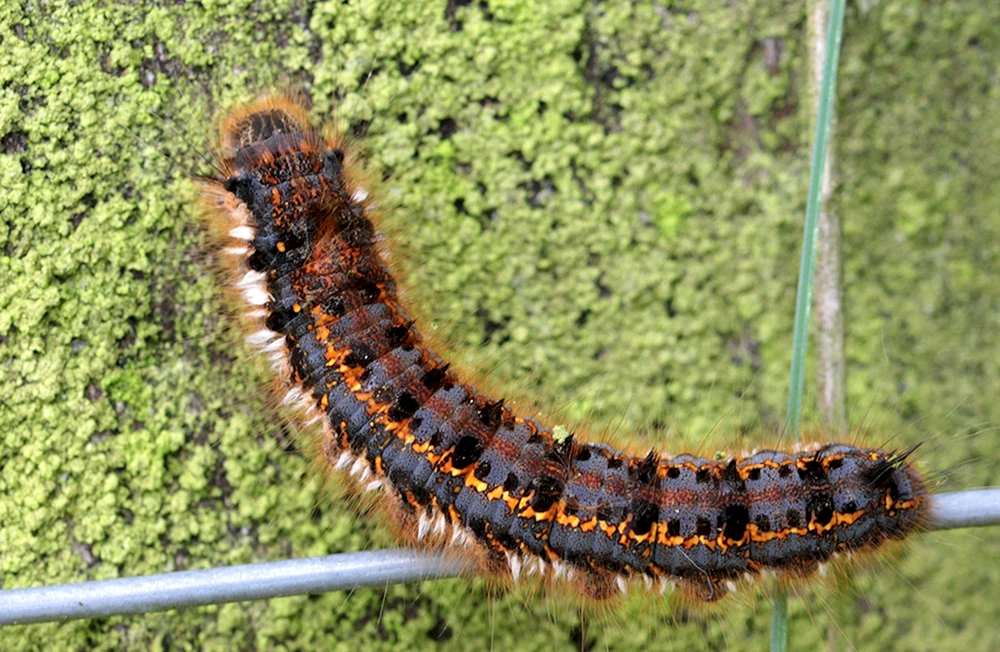 Danaida Schmetterlingsraupe Monarch
