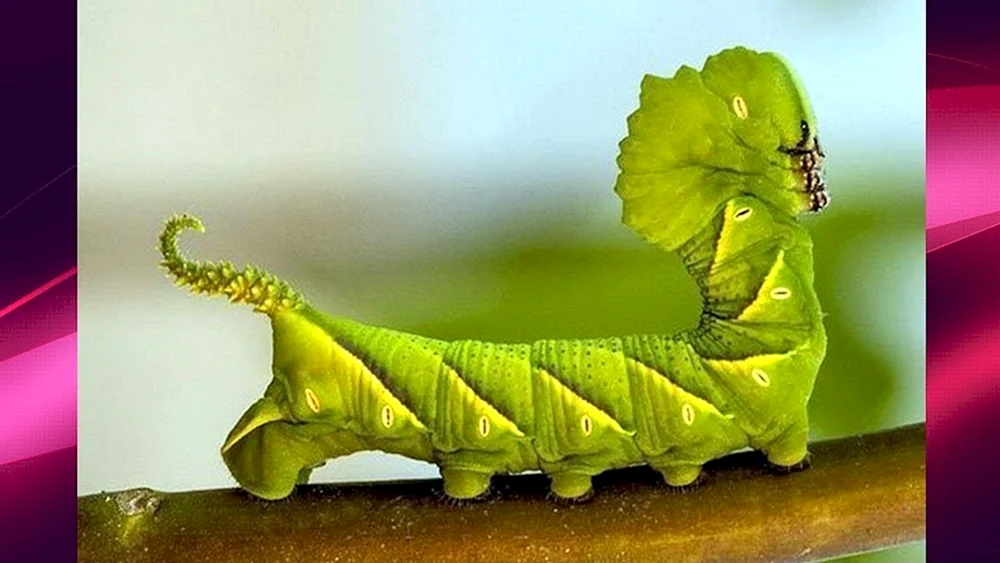 Gefleckte Apateloden Raupe.
