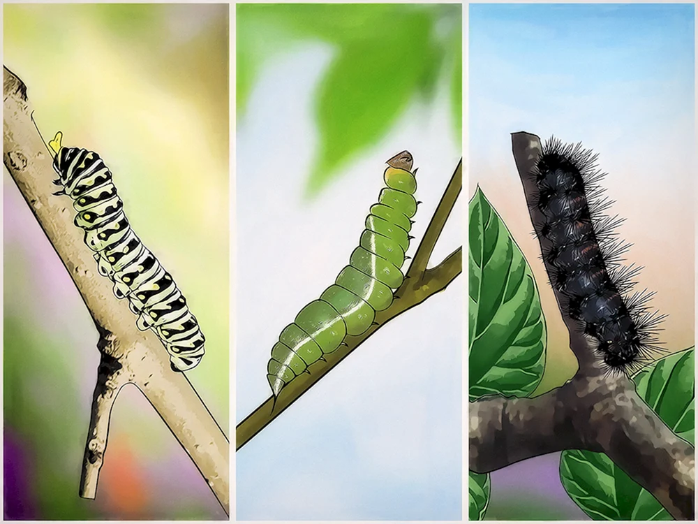 Kiefernkokosnusswurm Dendrolimus Pini