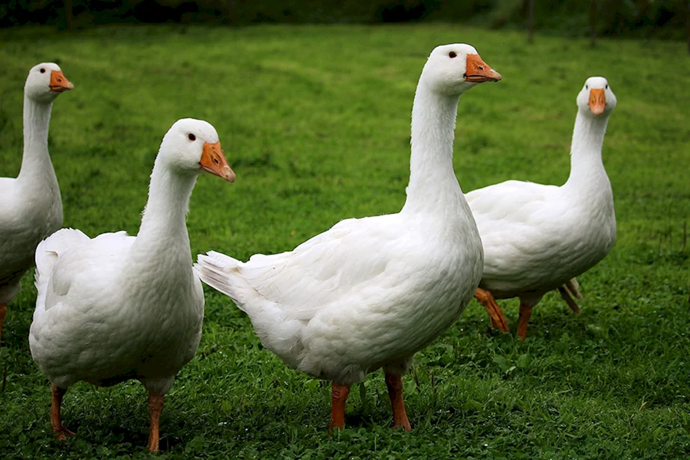 Landgans Rasse