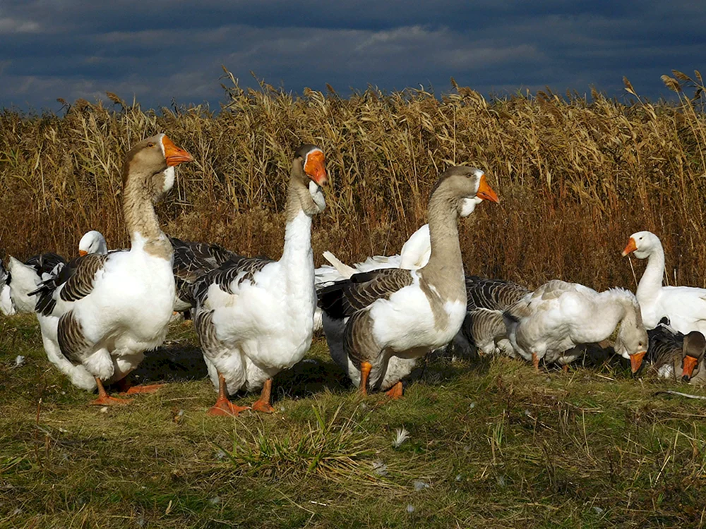 Holmogorische Gänse