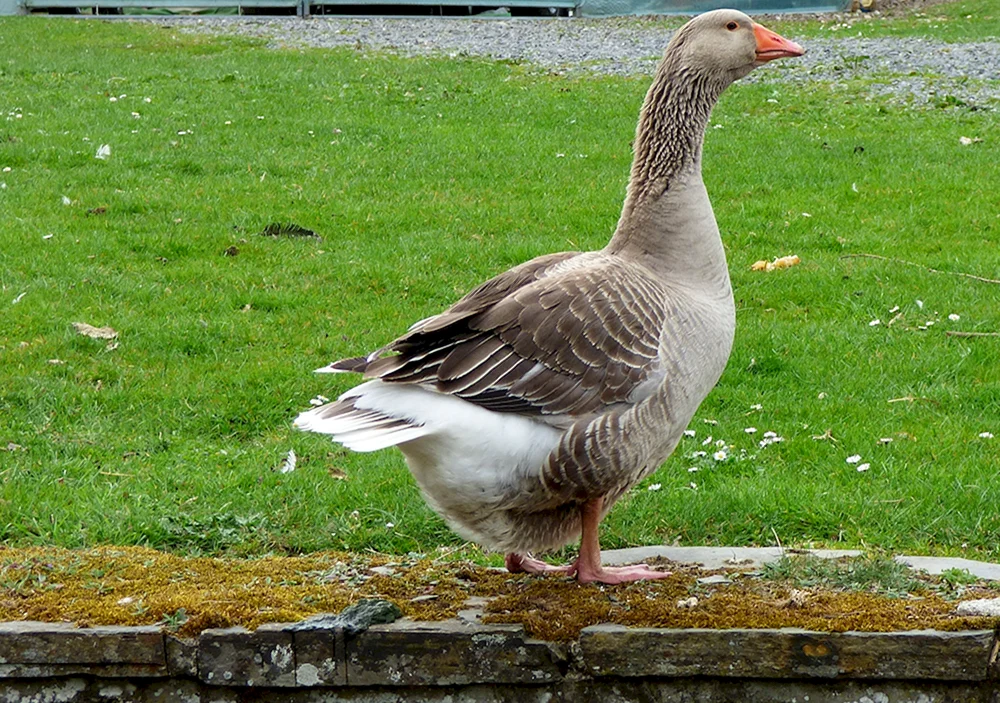 Gusak und Gans