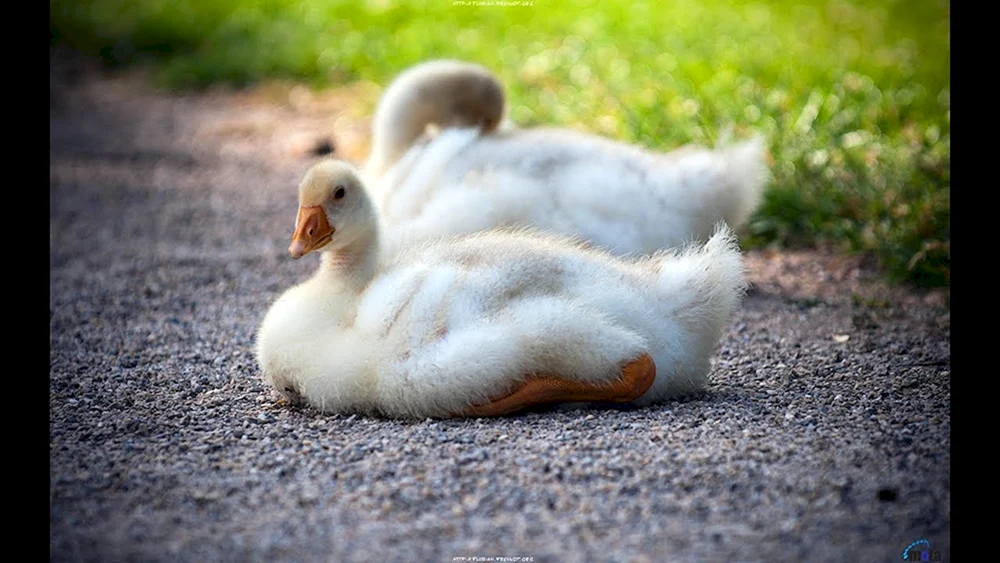 Gänseküken und Gänseküken