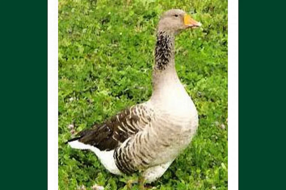 Graue Gans groß