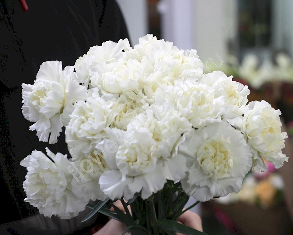 Dianthus weiße Nelke