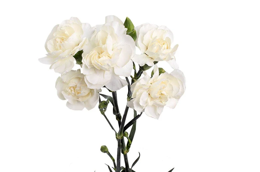 Dianthus-Nelken weiß