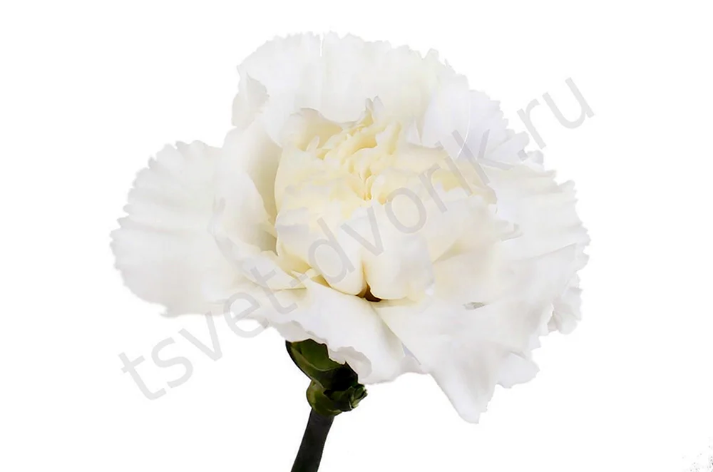 Dianthus weiße Nelke