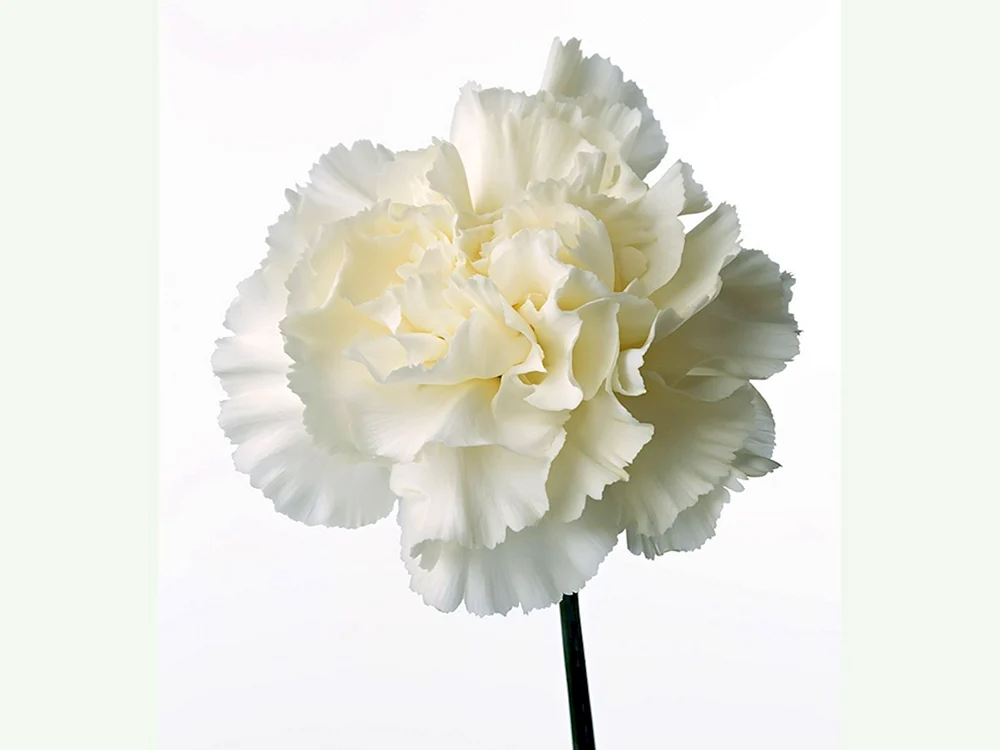 Dianthus Hochzeitsstrauß