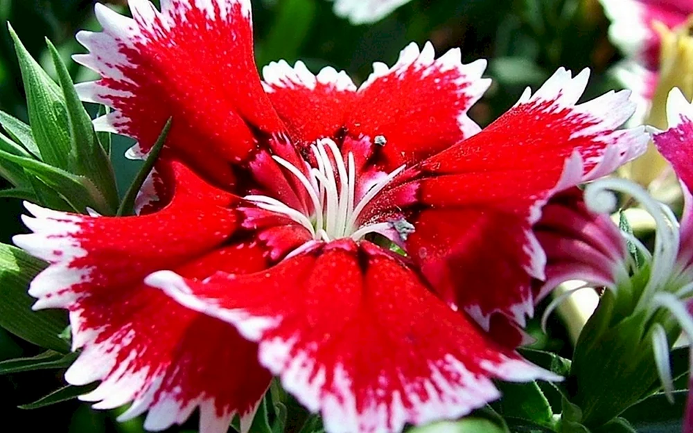 Schönes Bouquet