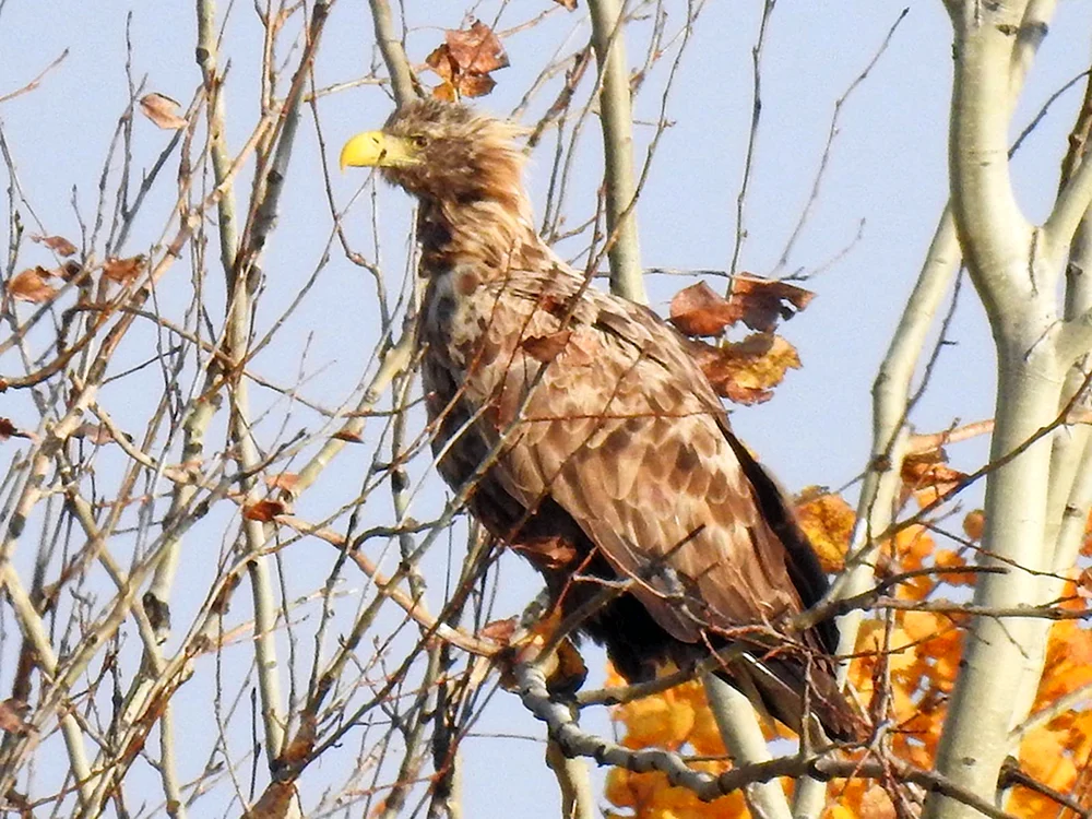 Haliaeetus albicilla