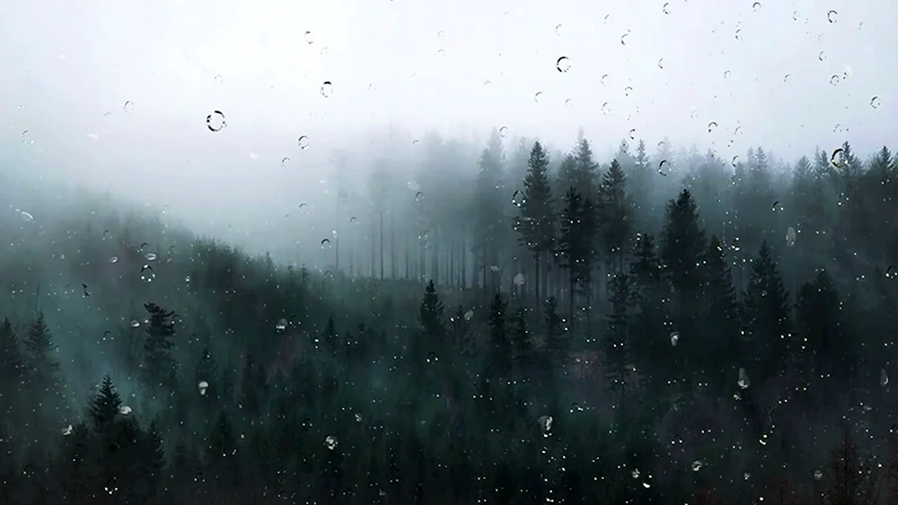 Nebelwald Nebelwald