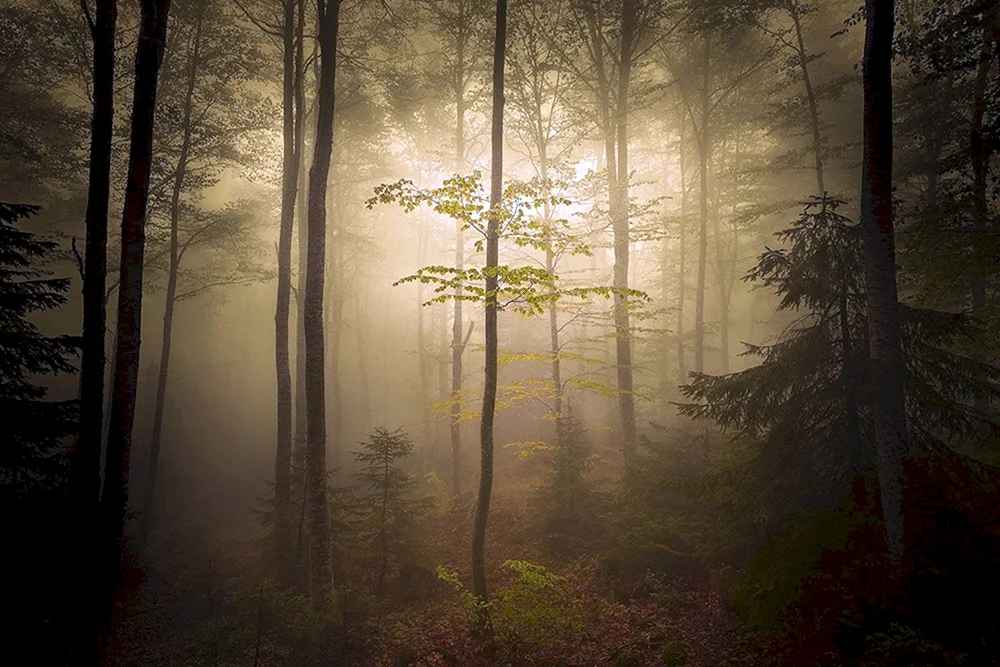 HDRI Nebelwald