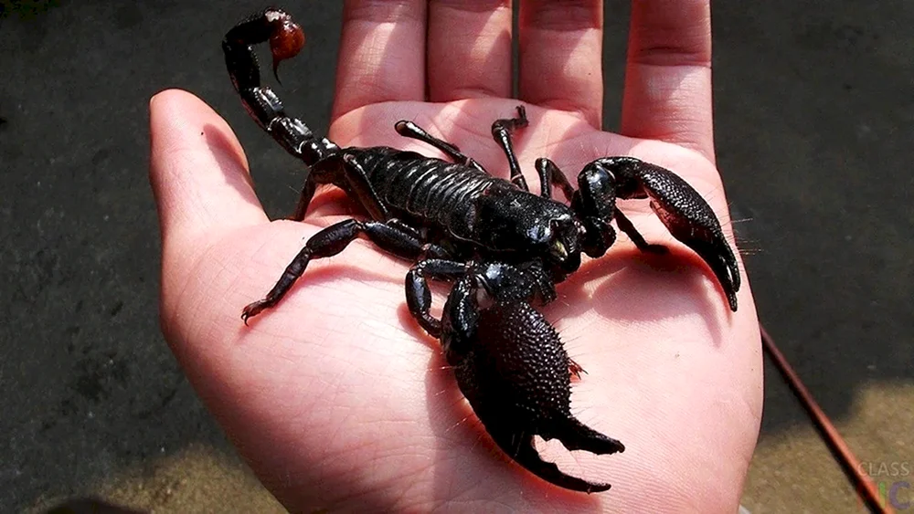 Heterometrus spinifer l1