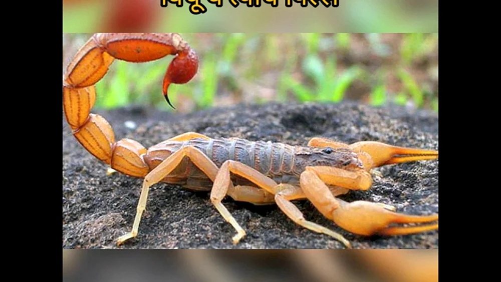 Hottentotta tamulus Skorpion