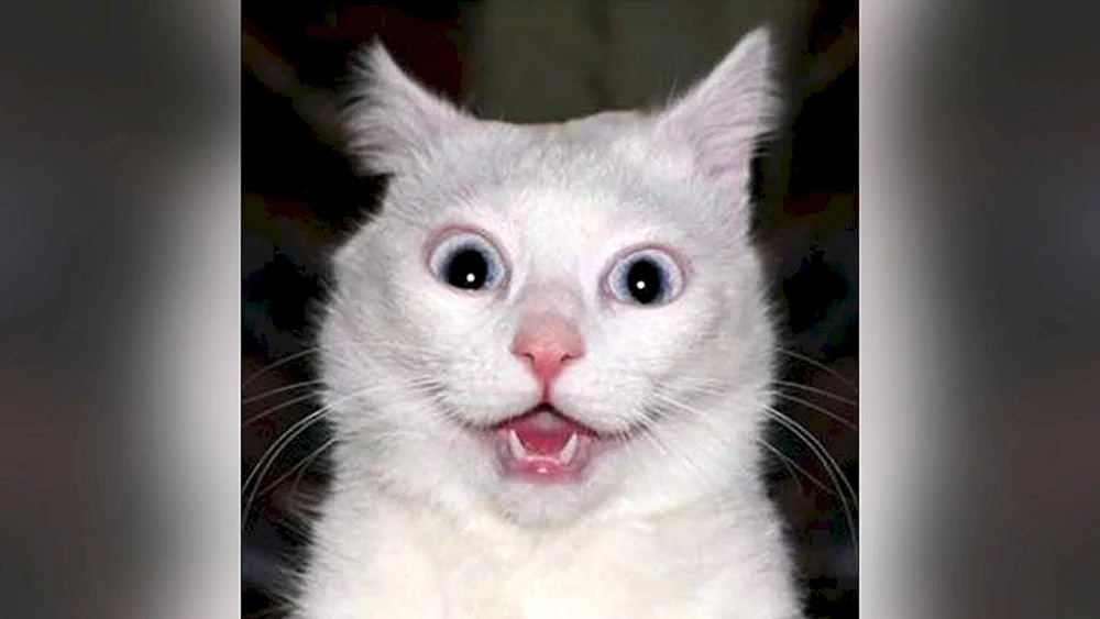 Lustige Katzen