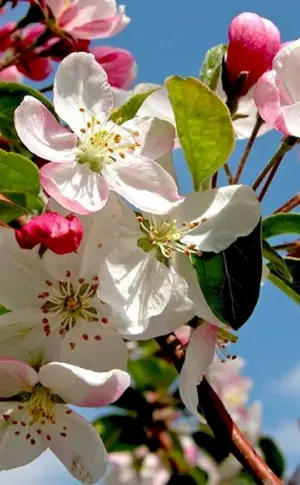 Apfelblüte Malus domestica