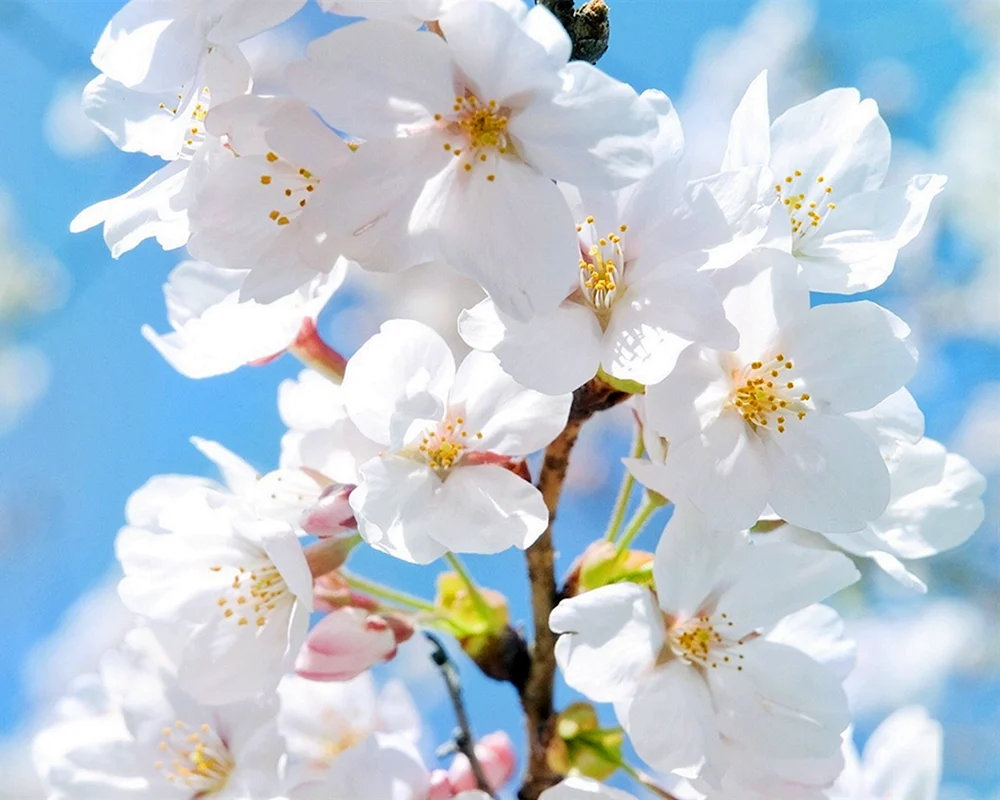 Kirschblüte Apfelbaum