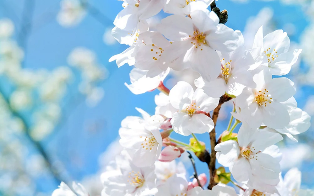 Kirschblüten-Apfelbaum