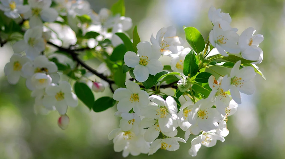 Kirschapfelbaumblüte