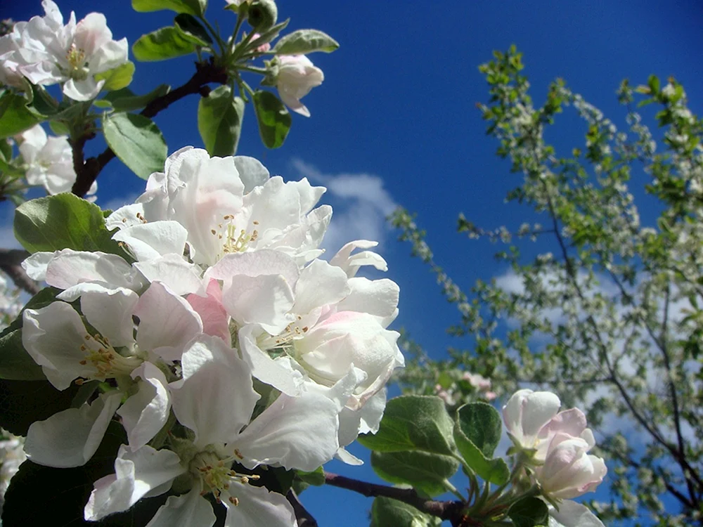 Dekorativer Apfelbaum Rosa Blüte Apfelbaum