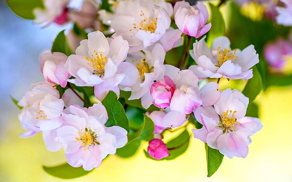 Kirschblüte