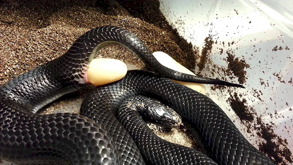 Schwarze Königsnatter nigrita